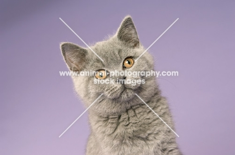 british shorthaired kitten looking towards camera