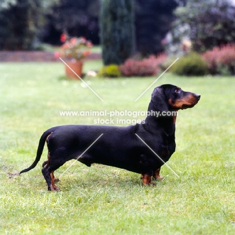 smooth haired dachshund  posed in a garden