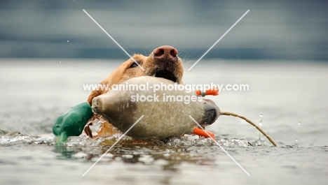 Labrador Retriever with dummy duck in water