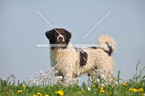 Wetterhound against blue sky