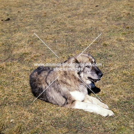 caucasian sheepdog lying in caucasus mountains