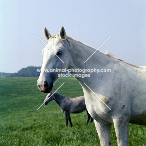 lipizzaner mare at szilvasvarad