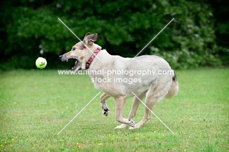 shepherd mix fetching ball