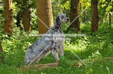 English Setter in forest