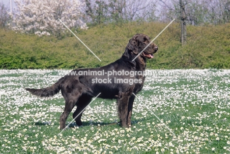 brown Flat Coated Retriever, posed