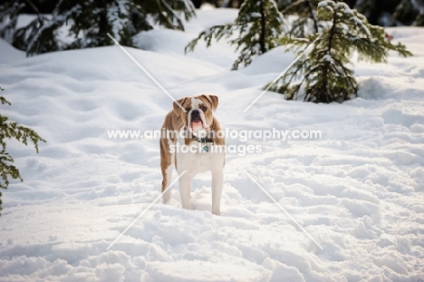 Old English Bulldog in winter