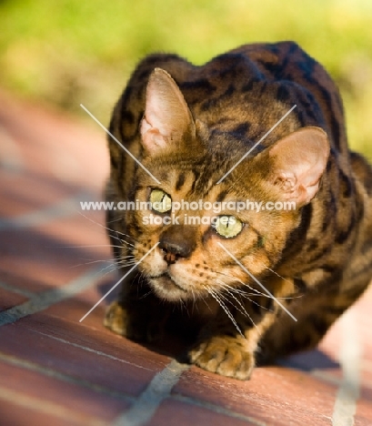 alert Bengal cat