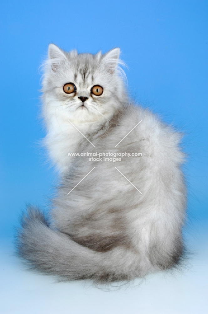 pewter persian kitten, back view