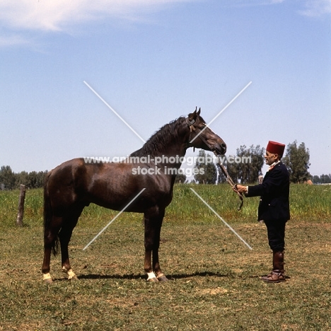 Masshi,  Barb stallion with Moroccan handler
