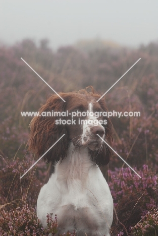 English Springer Spaniel in fog, working type