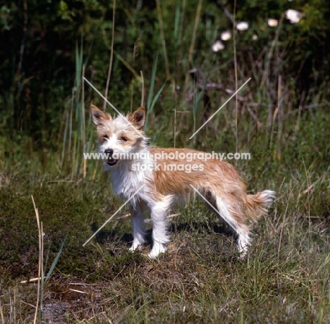 portuguese podengo, small, on grass