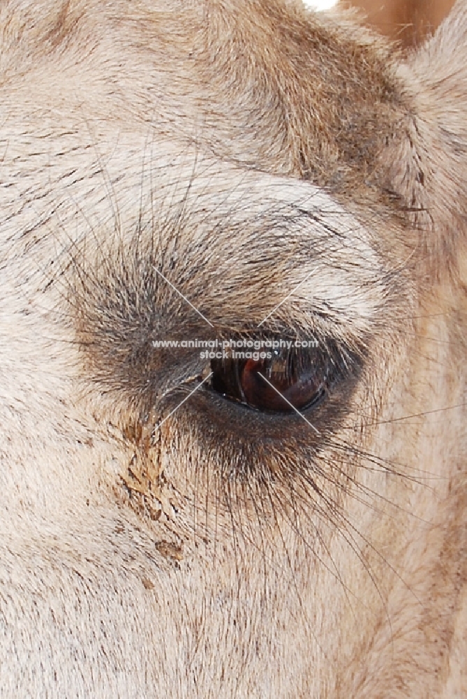 Camel eye