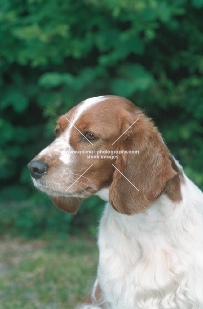 welsh springer spaniel looking ahead