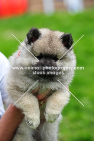 fluffy keeshon pup