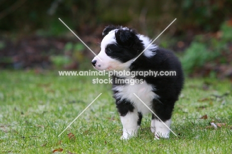 black and white Border Collie puppy