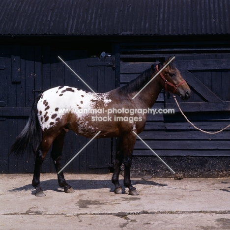 full body shot of Appaloosa