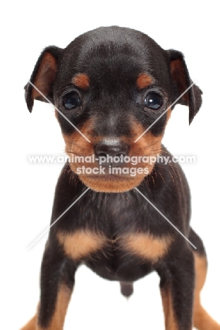 Miniature Pinscher puppy on white background, portrait