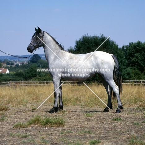 ruanne, welsh pony of cob type (section c), 