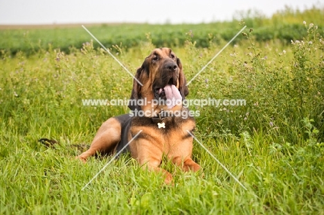 Bloodhound dog with tongue hanging out lying in grassy field