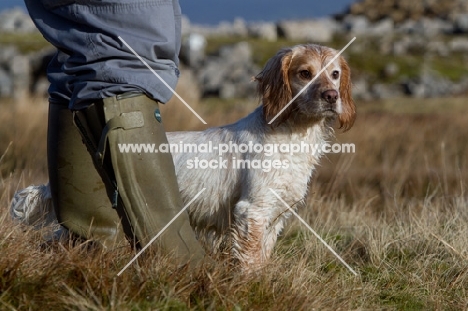 English Cocker Spaniel near wellies