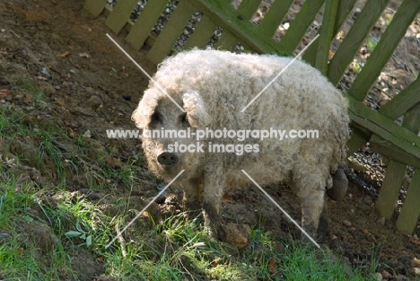 Mangalitza (aka curly-hair hog)