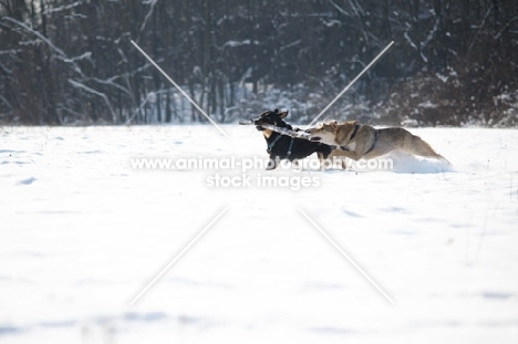 two dogs running while contending stick in a field covered with snow