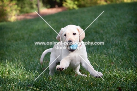 labrador retriever puppy playing with ball