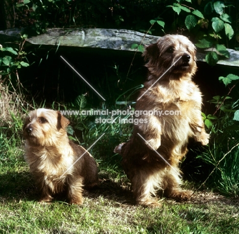 two champion norfolk terriers, one standing on hind legs
