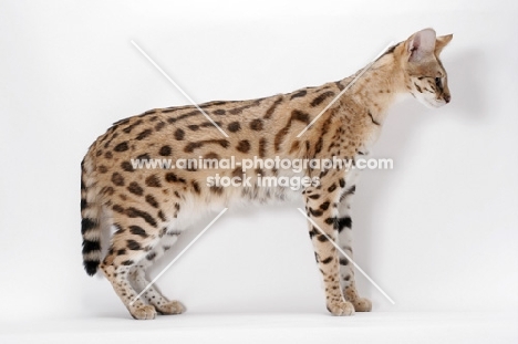 spotted Savannah cat