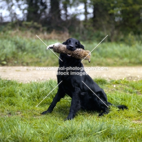 flat coat retriever carrying dummy