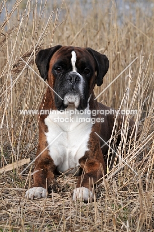 brindle and white Boxer