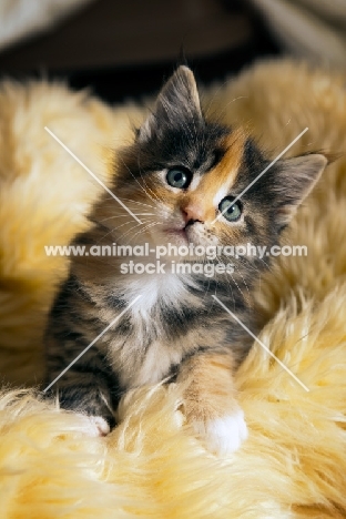 Maine coon kitten