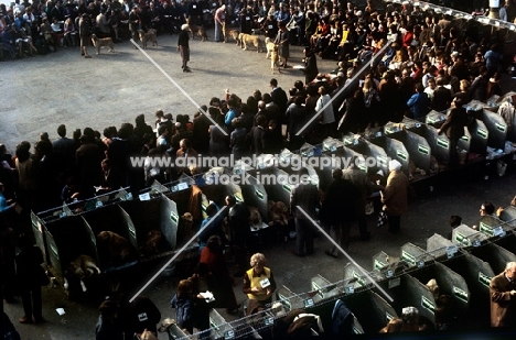 crufts 1975, benching and golden retriever ring