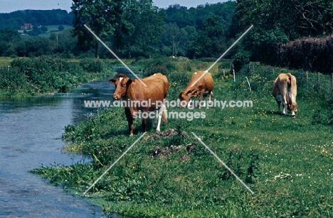 cows at a riverside in england