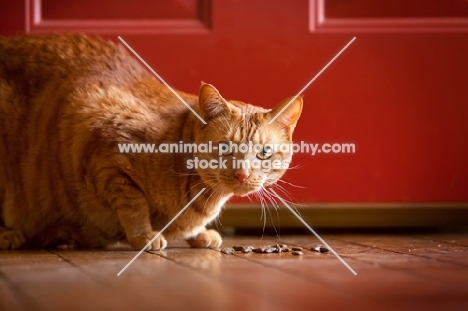 ginger cat crouching in front of biscuits