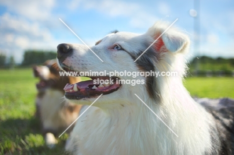 blue merle and red bicolor australian shepherds resting in a field