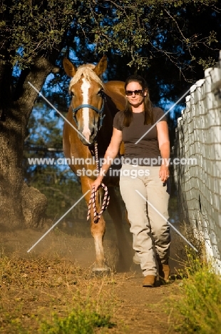 Belgian Draft horse