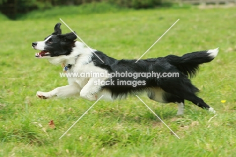 Border Collie running at full speed