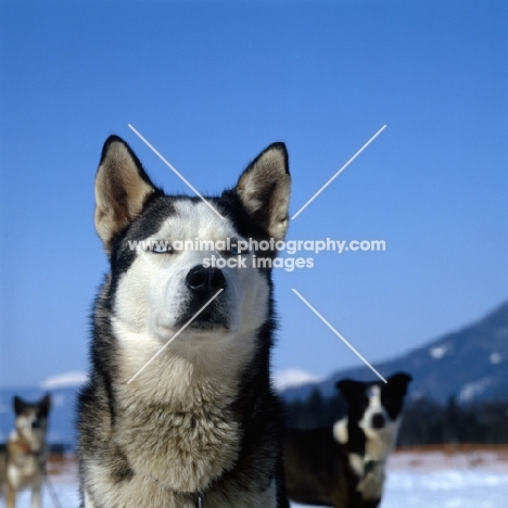 siberian husky looking very cool indeed, at sled dog races in austria
