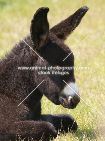 young donkey