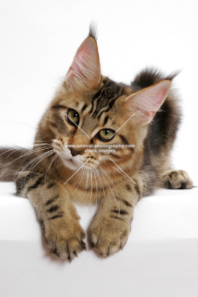 Maine Coon leaning over, brown classic tabby 