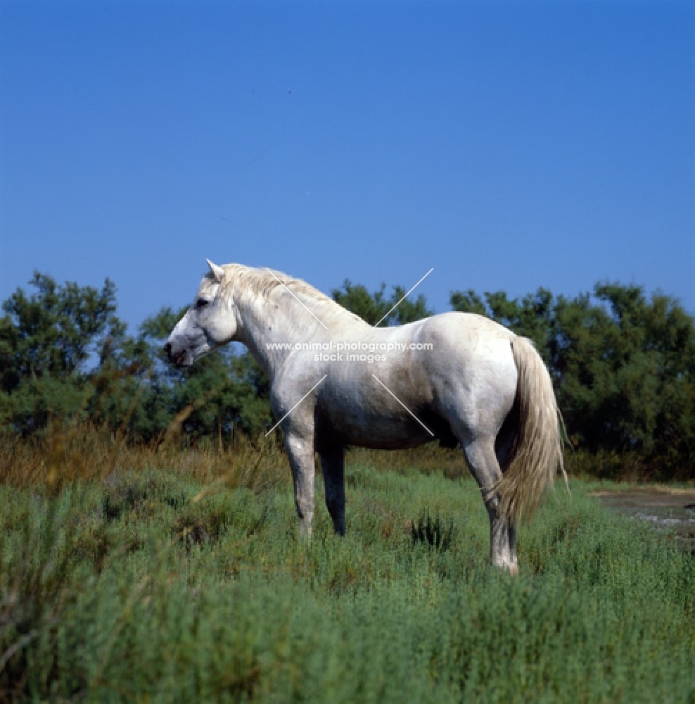 Camargue pony on Camargue