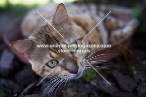 Outdoor portrait of bengal cat, champion Mainstreet Full Throttle of Guru, 
