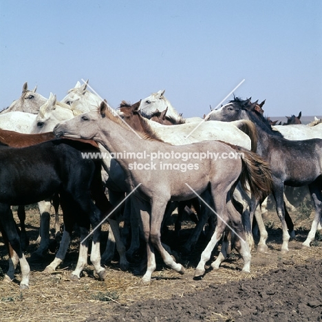 tersk foals walking with mares in a taboon at stavropol stud, russia