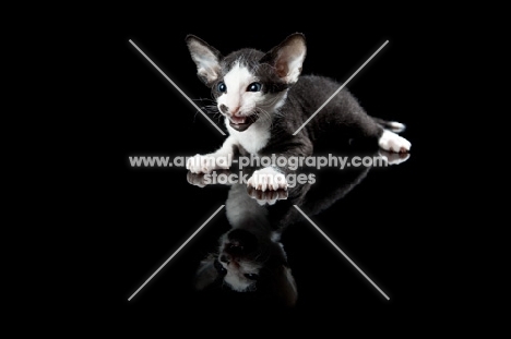 kitten lying down on black background, 5 weeks