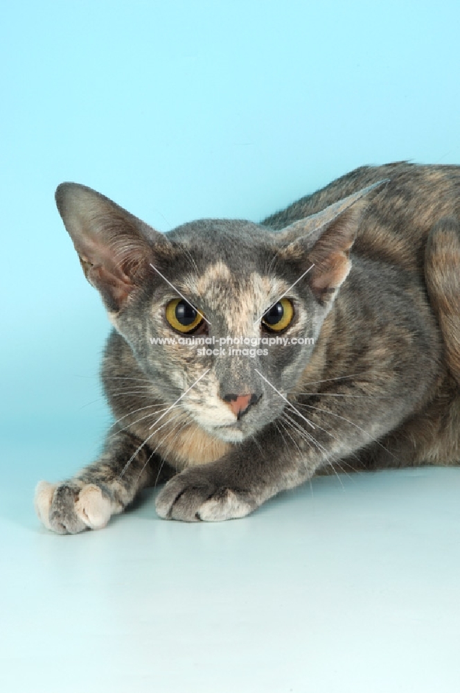 blue tortie oriental shorthair cat