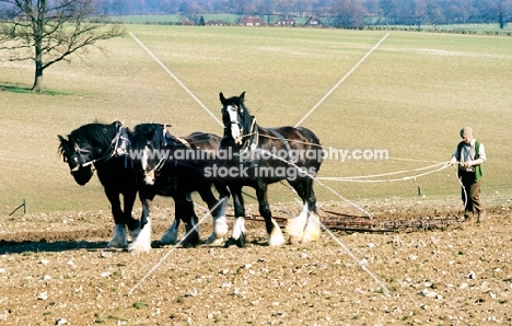 three shire horses harrowing a field