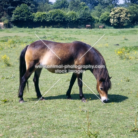 Exmoor mare grazing