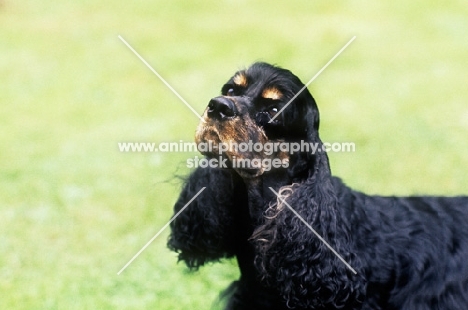 american cocker spaniel, portrait