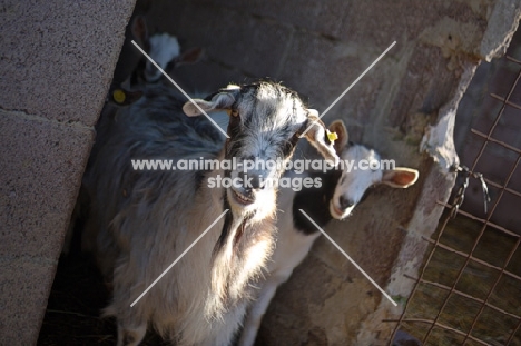 three goats looking out of a stable